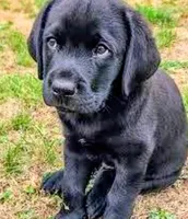 Pork chops , a female Labrador Retriever for sale in Whiteville, NC – Photo 4 of 10