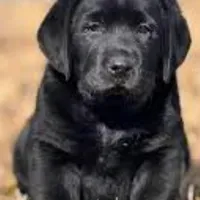 Pork chops , a male Labrador Retriever for sale in Whiteville, NC – Photo 3 of 10