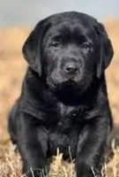 Pork chops , a female Labrador Retriever for sale in Whiteville, NC – Photo 3 of 10