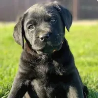 Pork chops , a male Labrador Retriever for sale in Whiteville, NC – Photo 1 of 10