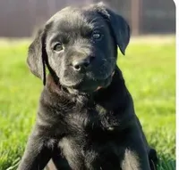 Pork chops , a female Labrador Retriever for sale in Whiteville, NC – Photo 1 of 10