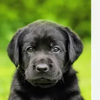 Pork chops , a male Labrador Retriever for sale in Whiteville, NC – Photo 2 of 10