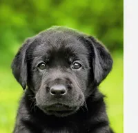Pork chops , a female Labrador Retriever for sale in Whiteville, NC – Photo 2 of 10