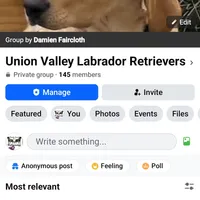 Pork chops , a male Labrador Retriever for sale in Whiteville, NC – Photo 7 of 10