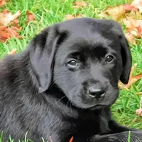 Pork chops , a male Labrador Retriever for sale in Whiteville, NC – Photo 6 of 10