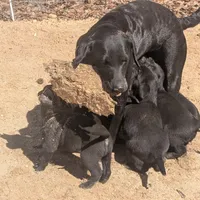 Pork chops , a male Labrador Retriever for sale in Whiteville, NC – Photo 10 of 10