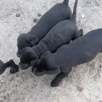 Pork chops , a male Labrador Retriever for sale in Whiteville, NC – Photo 8 of 10