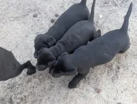 Pork chops , a female Labrador Retriever for sale in Whiteville, NC – Photo 8 of 10