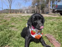 Shelby G.T., a female Labrador Retriever for sale in Whiteville, NC – Photo 2 of 7
