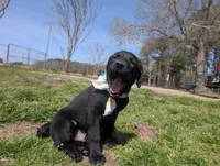 Shelby G.T., a female Labrador Retriever for sale in Whiteville, NC – Photo 5 of 7
