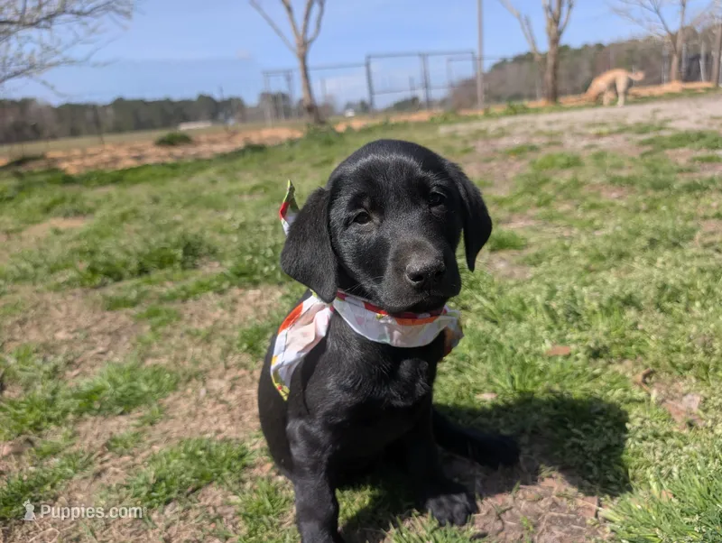 Shelby G.T. – Labrador Retriever puppy for sale in Whiteville, NC