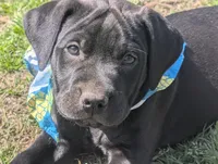 Shelby G.T., a female Labrador Retriever for sale in Whiteville, NC – Photo 3 of 7