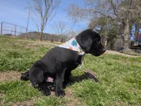 Shelby G.T., a female Labrador Retriever for sale in Whiteville, NC – Photo 6 of 7