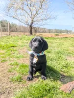 Shelby G.T., a female Labrador Retriever for sale in Whiteville, NC – Photo 7 of 7