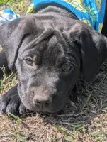 Shelby G.T., a female Labrador Retriever for sale in Whiteville, NC – Photo 4 of 7