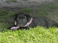 Taters , a female Labrador Retriever for sale in Whiteville, NC – Photo 5 of 5
