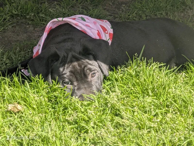 Taters  – Labrador Retriever puppy for sale in Whiteville, NC