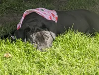 Taters , a female Labrador Retriever for sale in Whiteville, NC – Photo 1 of 5