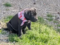 Taters , a female Labrador Retriever for sale in Whiteville, NC – Photo 3 of 5