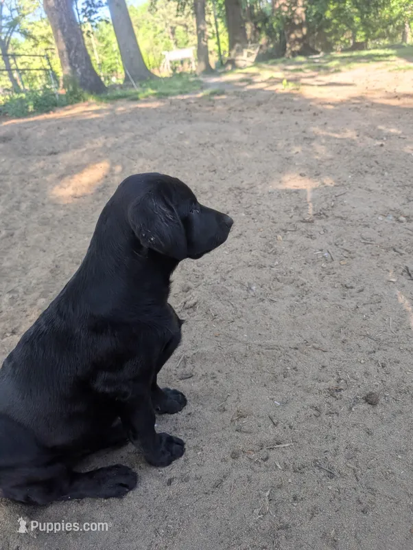 Taters  – Labrador Retriever puppy for sale in Whiteville, NC