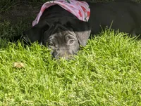 Taters , a female Labrador Retriever for sale in Whiteville, NC – Photo 4 of 5