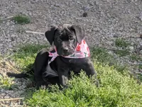 Taters , a female Labrador Retriever for sale in Whiteville, NC – Photo 2 of 5