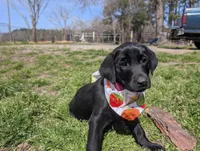 Wilber, a male Labrador Retriever for sale in Whiteville, NC – Photo 3 of 5