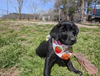 Wilber, a male Labrador Retriever for sale in Whiteville, NC – Photo 5 of 5