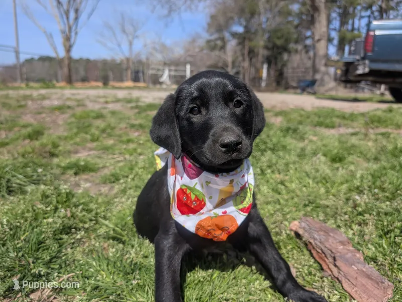 Wilber, a male Labrador Retriever for sale in Whiteville, NC – Photo 1 of 5