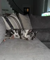 Journie, a female French Bulldog for sale in Midlothian, TX – Photo 3 of 4