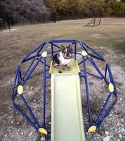 Journie, a female French Bulldog for sale in Midlothian, TX – Photo 4 of 4