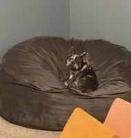 Journie, a female French Bulldog for sale in Midlothian, TX – Photo 1 of 4