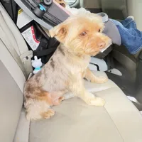 Braxton, a male Yorkshire Terrier for sale in Midlothian, TX – Photo 2 of 4