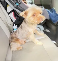 Braxton, a male Yorkshire Terrier for sale in Midlothian, TX – Photo 2 of 4