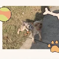 Braxton, a male Yorkshire Terrier for sale in Midlothian, TX – Photo 4 of 4