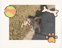 Braxton, a male Yorkshire Terrier for sale in Midlothian, TX – Photo 4 of 4