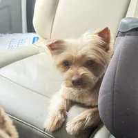 Braxton, a male Yorkshire Terrier for sale in Midlothian, TX – Photo 1 of 4