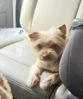 Braxton, a male Yorkshire Terrier for sale in Midlothian, TX – Photo 1 of 4