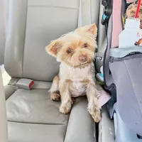 Braxton, a male Yorkshire Terrier for sale in Midlothian, TX – Photo 3 of 4