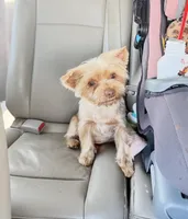 Braxton, a male Yorkshire Terrier for sale in Midlothian, TX – Photo 3 of 4