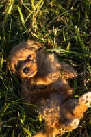 Nova, a female Havapoo for sale in Hampton, VA – 4 of 5