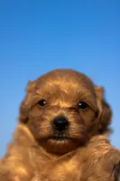 Nova, a female Havapoo for sale in Hampton, VA – 2 of 5