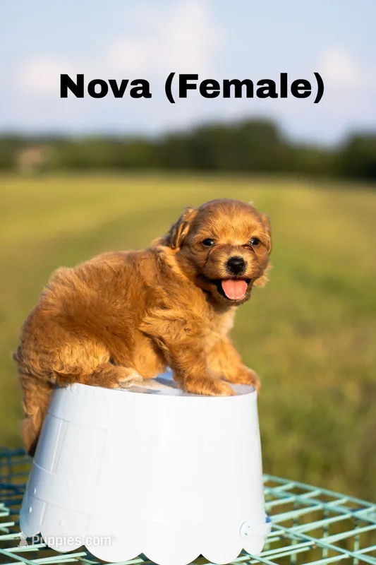 Nova – Havapoo puppy for sale in Hampton, VA