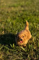Nova, a female Havapoo for sale in Hampton, VA – 5 of 5