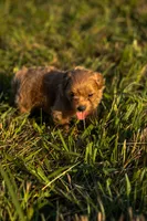Nova, a female Havapoo for sale in Hampton, VA – 3 of 5