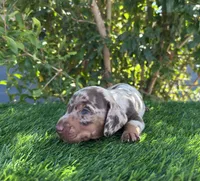 PEANUT , a male Miniature Dachshund for sale in Ontario, CA – 3 of 6