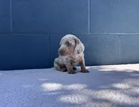 ❄️DOMINO❄️, a male Miniature Dachshund for sale in Ontario, CA – 8 of 9