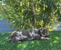 DARLA, a female Miniature Dachshund for sale in Ontario, CA – 5 of 5