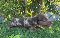 DARLA, a female Miniature Dachshund for sale in Ontario, CA – 3 of 5
