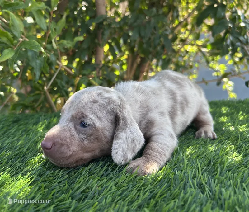 OLAF – Miniature Dachshund puppy for sale in Ontario, CA